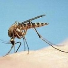 Sivrisinek   (CULEX) (zararli)